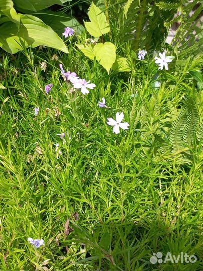 Почвопокровные растения