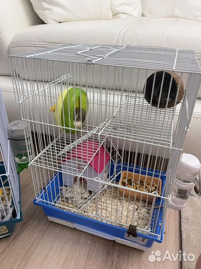 Джунгарские хомяки с клеткой