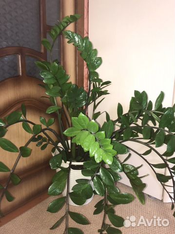 Комнатные растения