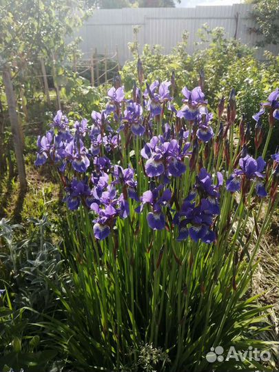 Ирисы бородатые все сортовые