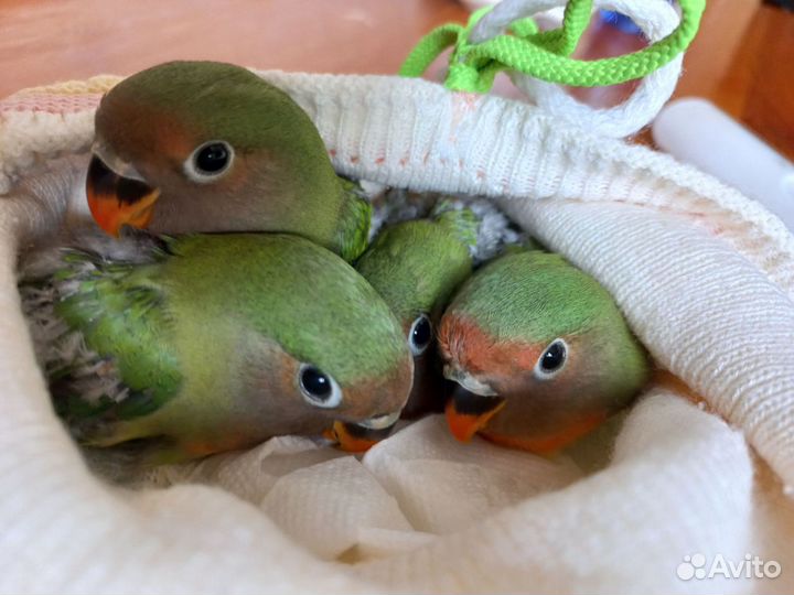 Неразлучники попугаи малыши выкормыши