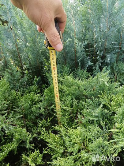 Можжевельник