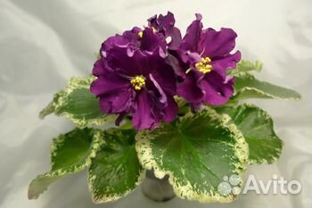 Фиалки сортовые