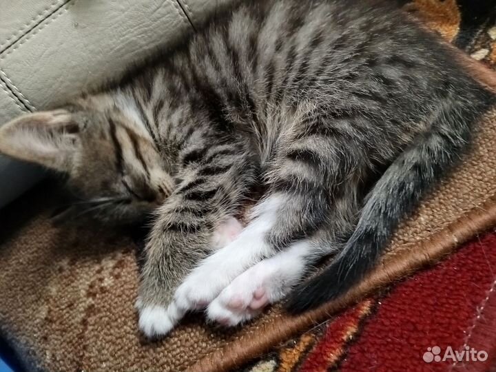 Мальчик в добрые руки