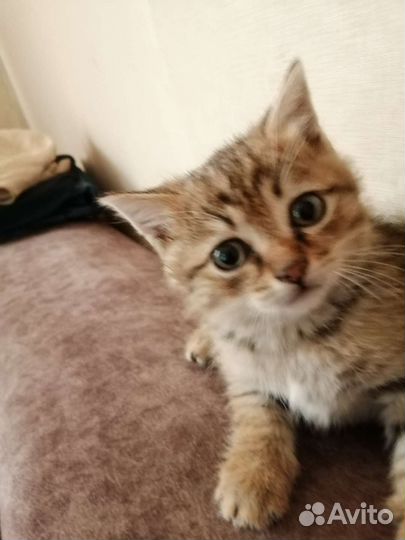 Кошки в добрые руки бесплатно