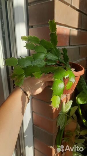 Комнатные растения