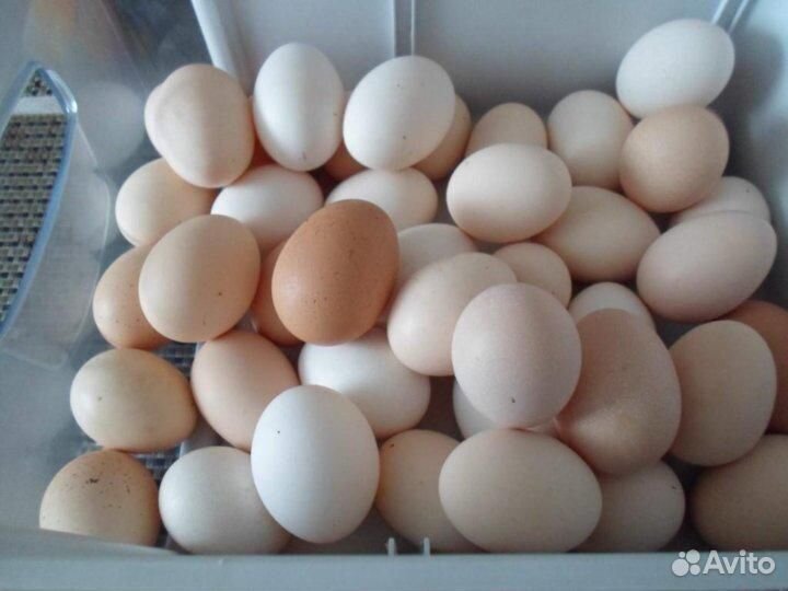 Домашние куриные яйца