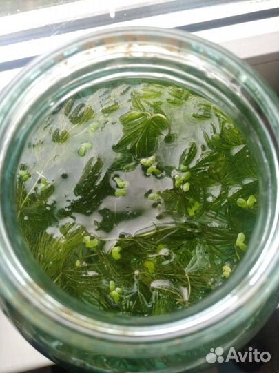 Роголистник (водоросли растения для аквариума)