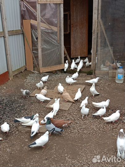 Бойные голуби