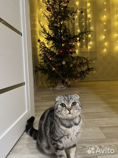 Кот для вязки