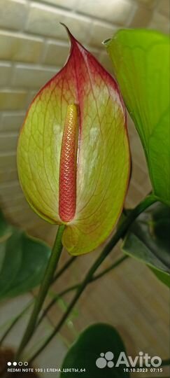 Антуриум Ягуар Грин