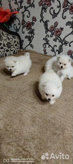 Щенки шпица