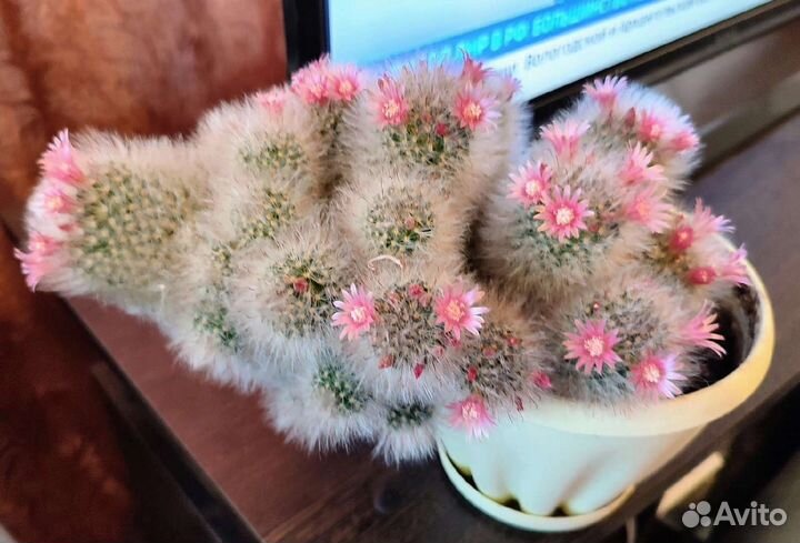 Кактусы и суккуленты