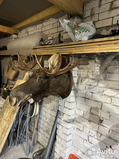 Чучело головы лося
