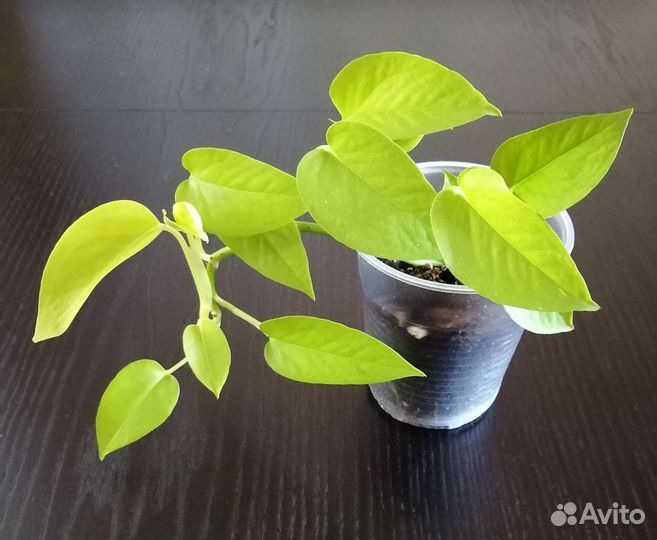 Эпипремнум золотистый Голден Потос