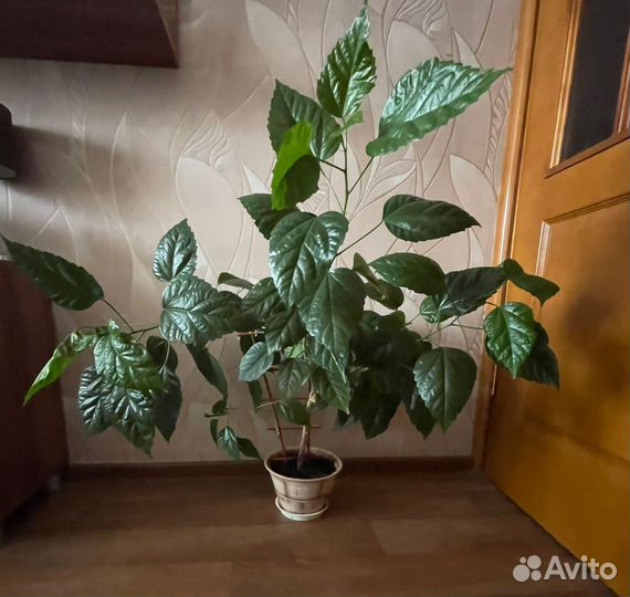 Гибискус 85 см фикус 80,драцена 80