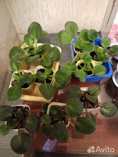 Детки сортовых фиалок