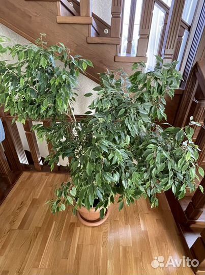 Фикус Бенджамина