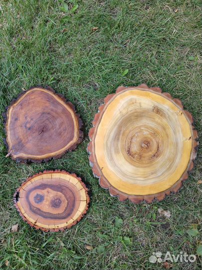 Спилы дуб берёза ильм