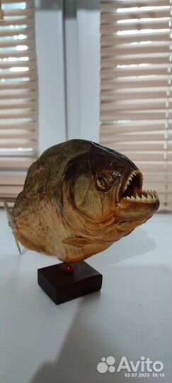 Чучело пираньи