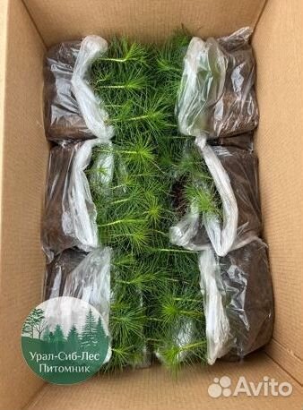 Сеянцы зкс Сосна окс Ель Лиственница Горная