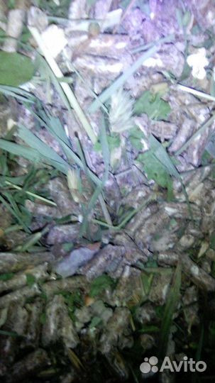 Корм витамин шиншил кролик хомяк крыса коза нутрия