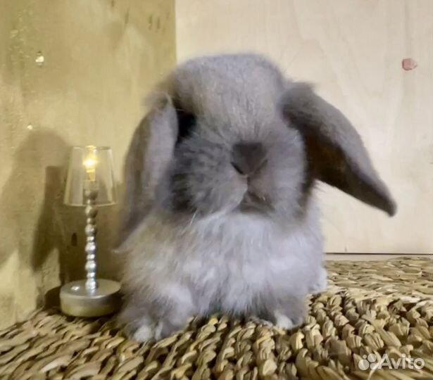 Декоративные карликовые кролики Минилопы