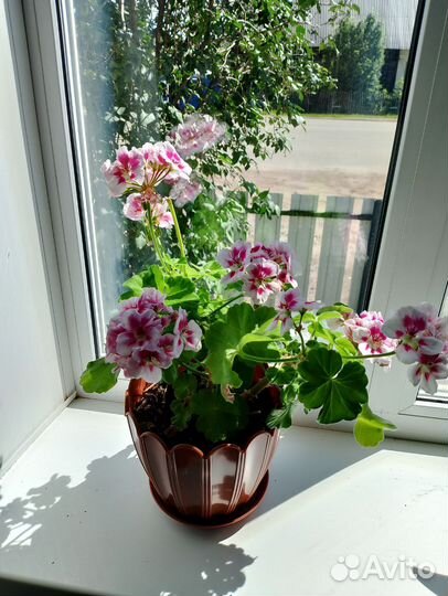 Герань пеларгония низкорослые и обычные