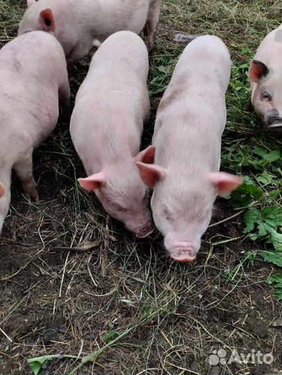 Вьетнамские поросята