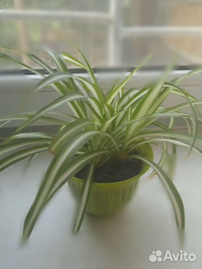 Комнатные и клумбовые цветы