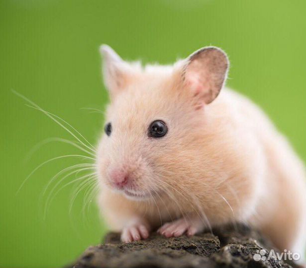 Сирийский хомячок. Ласковый, ручной, забавный