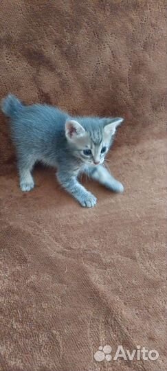 Кошка бобтейл