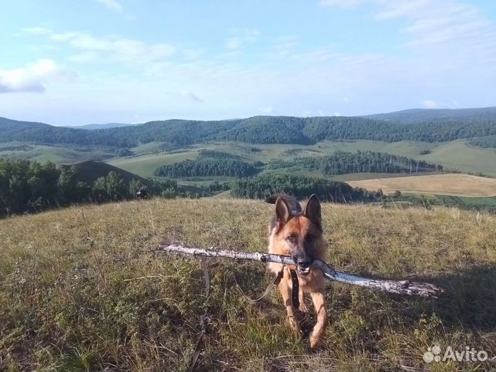 Передержка собак