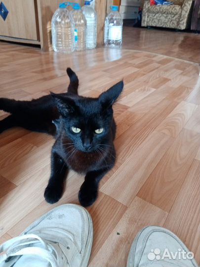 Помогите найти дом кошечке