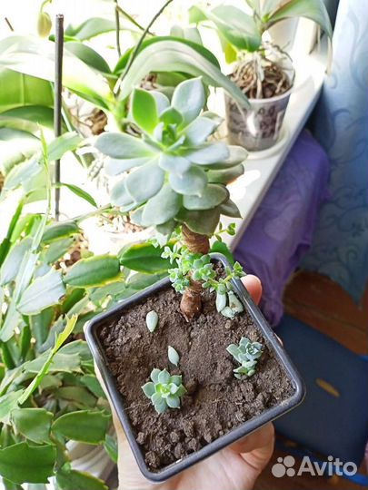 Цветы для декора