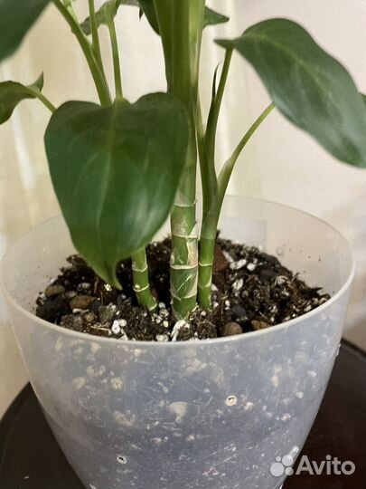 Дифенбахия Камилла кустовая