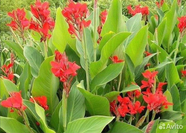 Цветы канны