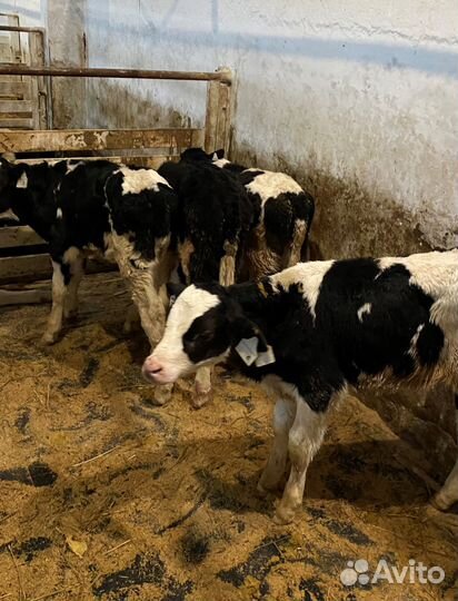 Телята бычки