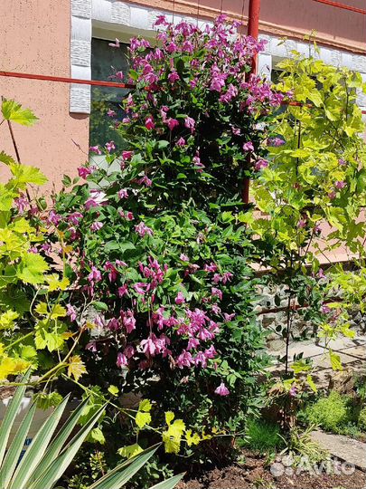 Клематис розовый,Барвинок, бересклет,агава пестрая