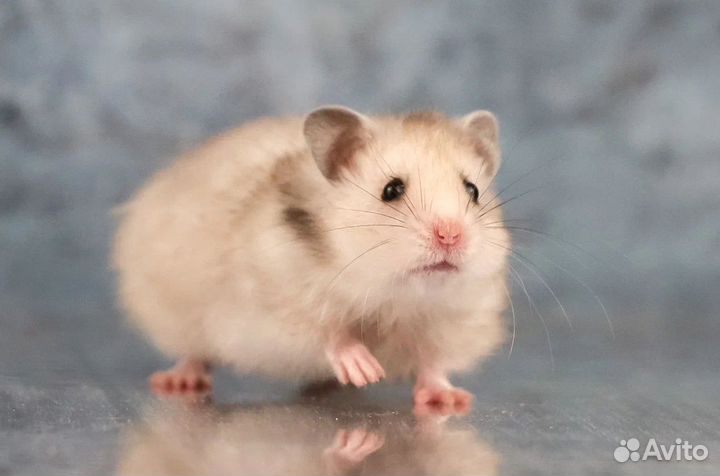 Ангорский хомяк Сирийский хомяк Ручные