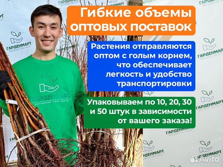 Саженцы сливы оптом. окс