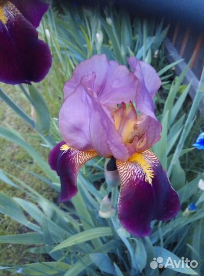 Многолетние садовые цветы ирисы