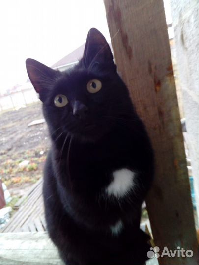 Отдам кота в добрые руки