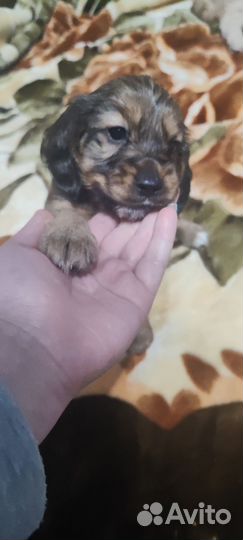 Домашние животные собаки щенки