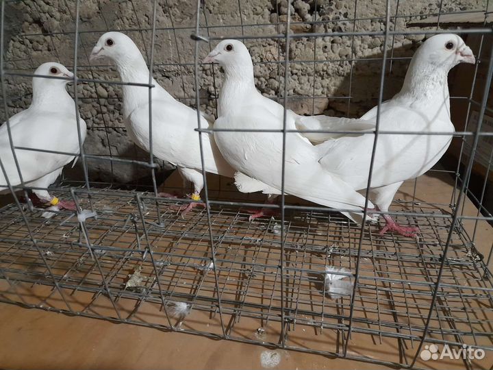 Спортивные голуби