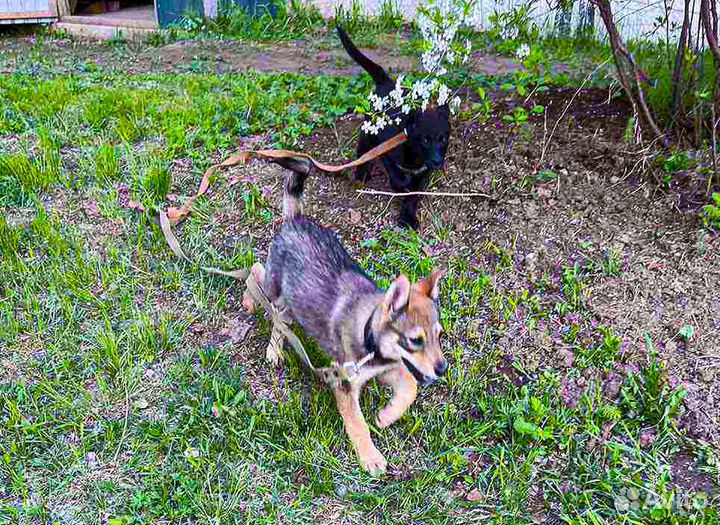 Герда - щенок-девочка в хорошие руки
