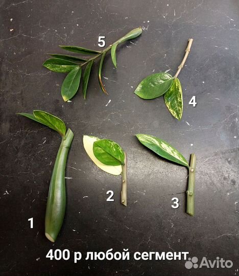 Замиокулькас вариегатный шорт лив