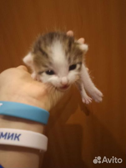 Котята отдам в добрые руки бесплатно