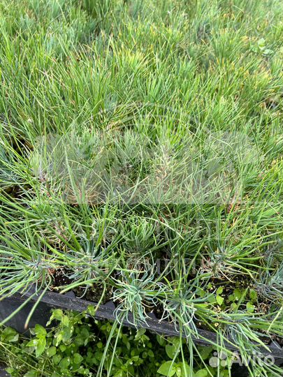 Горная сосна Мугус с зкс сеянцы