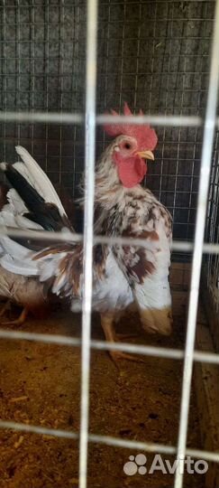 Малазийская Серама Инкубационное яйцо 250 р